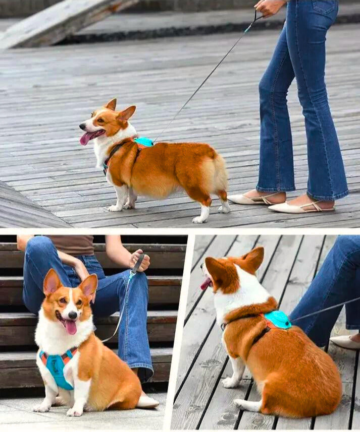 For Paws™ Harness & Leash