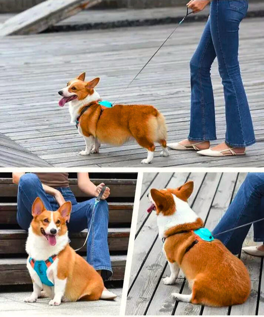 For Paws™ Harness & Leash