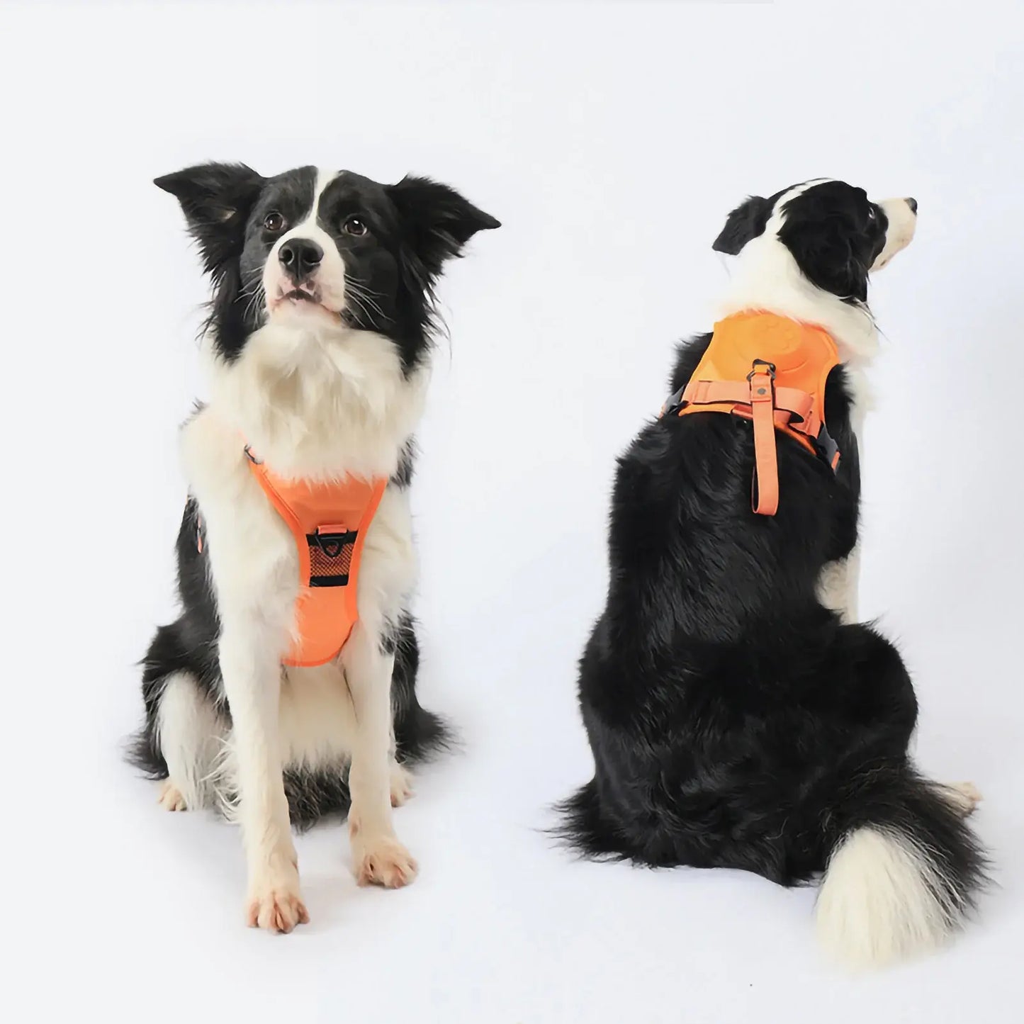 For Paws™ Harness & Leash
