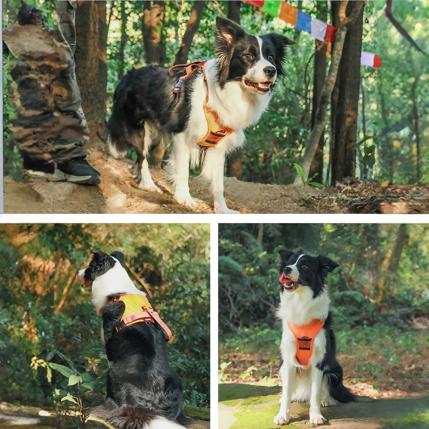 For Paws™ Harness & Leash